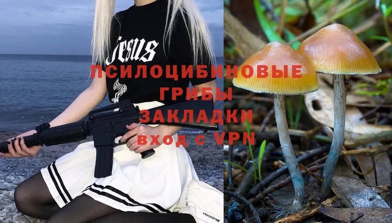 Псилоцибиновые грибы Psilocybe  Избербаш 